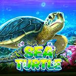 Sea Turtle